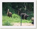 07 There are no Llama's in PA * 2592 x 1944 * (3.14MB)